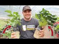 Growing Tons of Vegetables in Water! Hydroponic Growing!