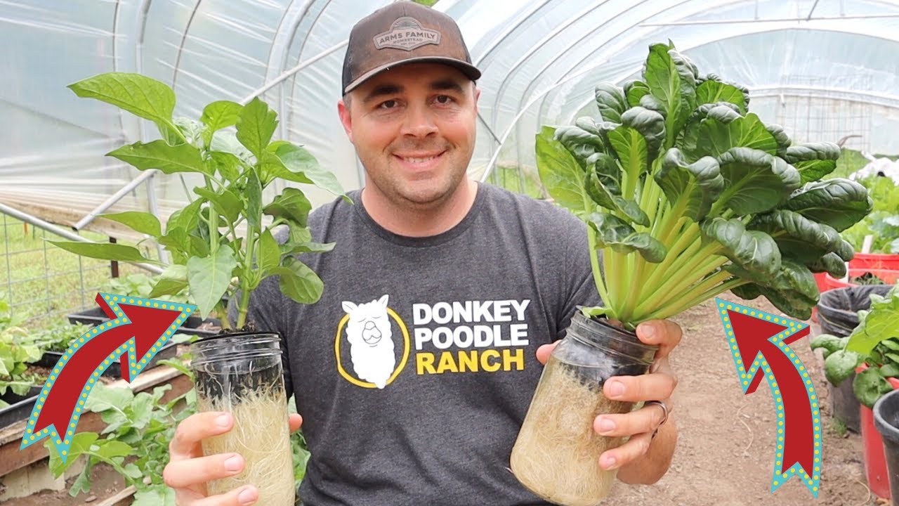 Growing Tons of Vegetables in Water! Hydroponic Growing! YouTube