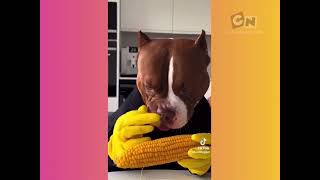 Cartoon Network Fraly Opt-In Poland - Continuity 10Th February 2025