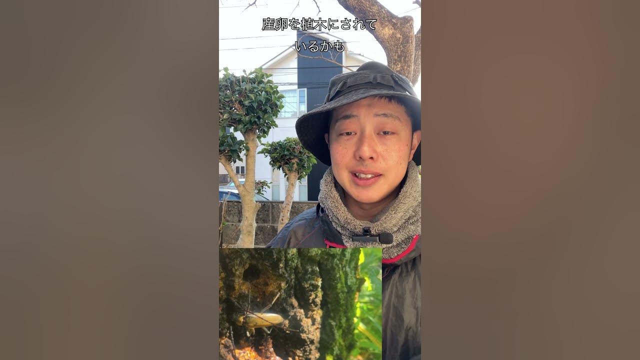 植木屋クイズ（害虫編）！このモミジの枝を食べたのは誰？（字幕対応）