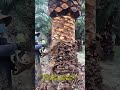 🧰🌴 What Really Lies Beneath the Rough Palm Bark?! #workers #asmr #skills #shorts #works