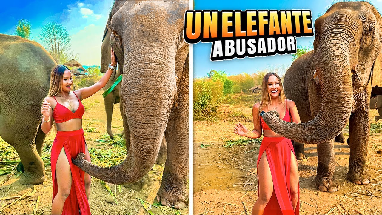 OMG 😱 Elephant falls in love with me and this happened 😳 | Chiang Mai, Thailand 2024 – Video