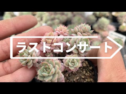 ラストコンサートを増やそう - YouTube ラストコンサートを増やそう - YouTube