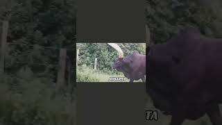 eshi ruhoogo Nengundu Yanyineka Basingomwe