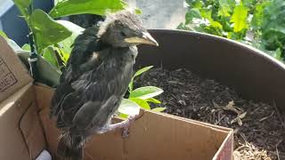 Raising A Wild Baby Bird: Steve the Starling