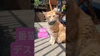 忠猫ハチ公  #cat #ねこ
