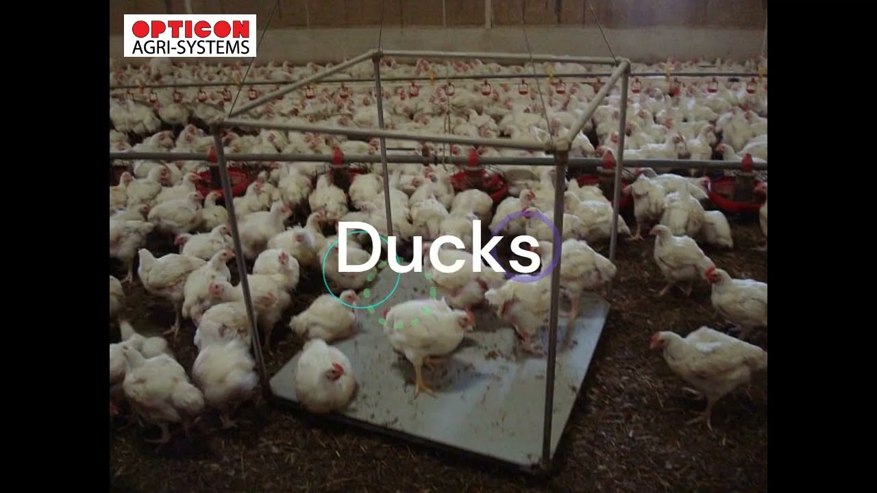 OPTICON bird weighing intro