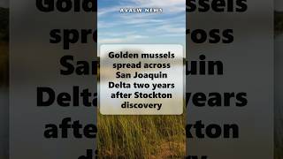 Golden mussels spread across San Joaquin Delta two years after Stockton discovery