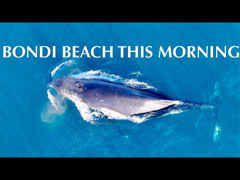 BONDI BEACH SHOW