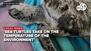 Sudden cold temperatures pose drastic threat to South Carolina's marine life