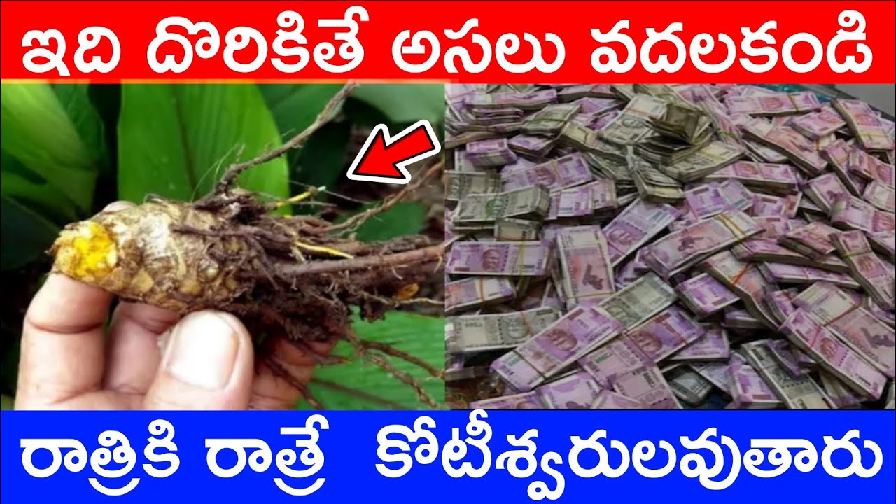 ఇది దొరికితే అసలు వదలకండి రాత్రికి  రాత్రే  కోటీశ్వరులు అవుతారు.!