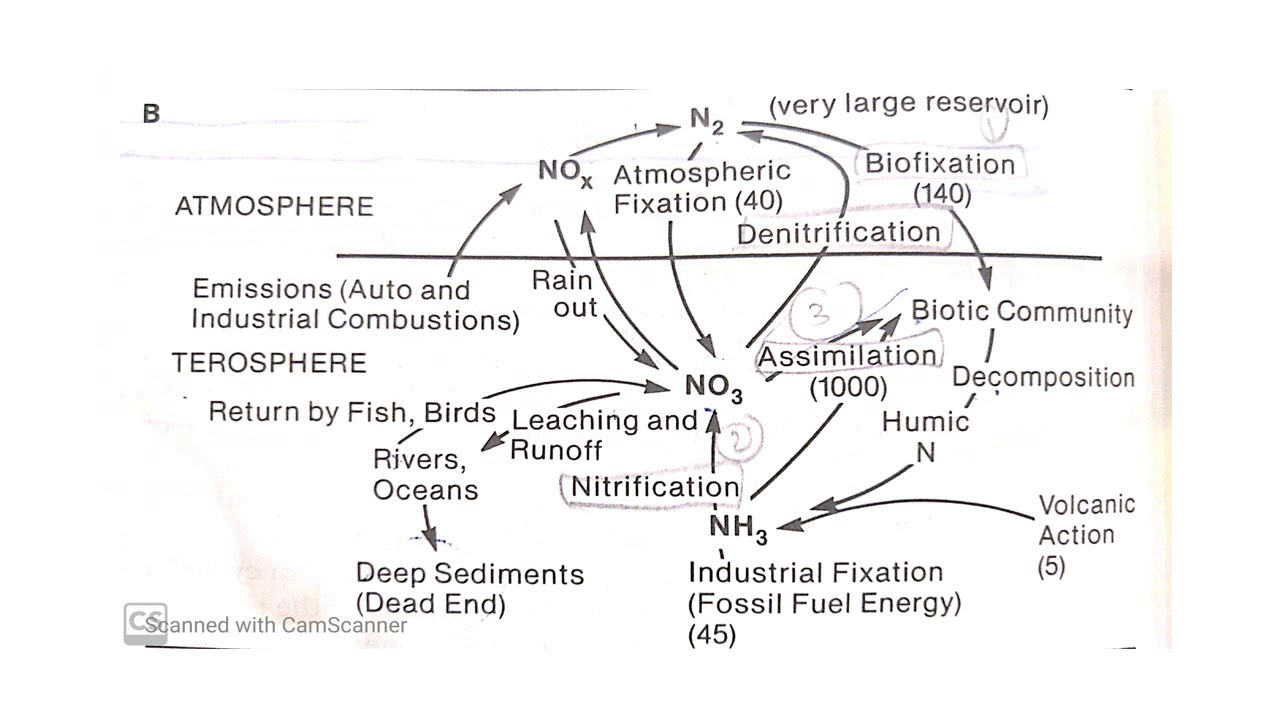Biogeochemical Cycle Lecture 3 - YouTube