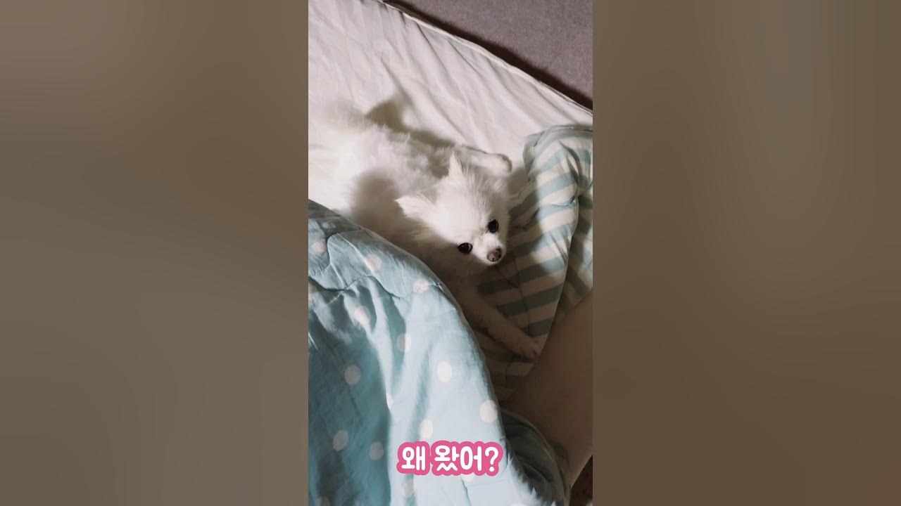자다 일어난 강아지의 루틴/ 땅 고르는 강아지 (A dog digging a blanket) YouTube