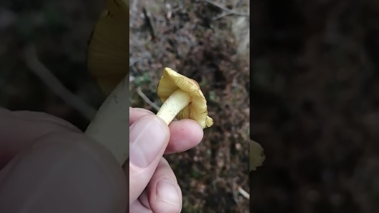 как выглядит гриб зеленка - YouTube