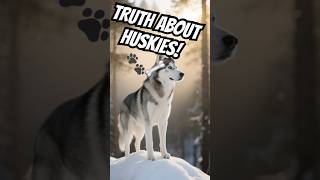 The truth about Huskies 🐾💀 #FunnyDogs #UnhingedFacts #DogLovers #Shorts #fyp #trending