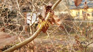 Hamamelis mollis vilín měkký