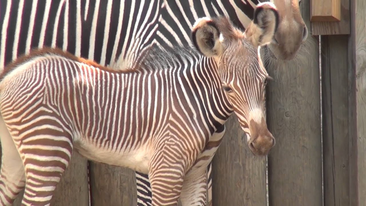 A Baby Zebra Stands on His Long Skinny Legs Photograph by Derrick Neill -  Pixels