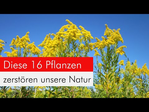 Video: Zone 6 Liste invasiver Pflanzen - Probleme mit invasiven Pflanzen in Gärten