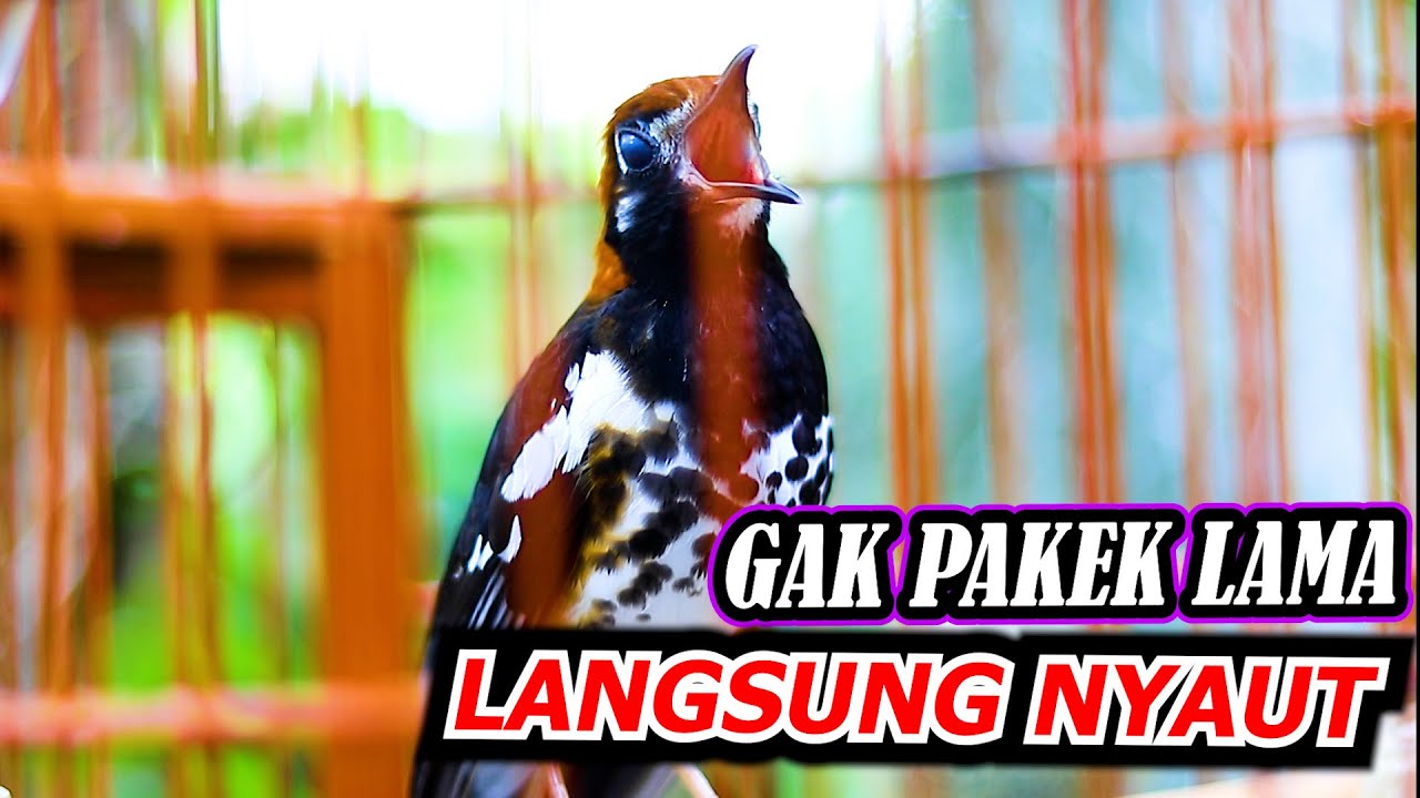 ANIS KEMBANG NGEPLONG GACOR, PUTAR SESAAT DAN LIHAT REPON ANIS KEMBANG ANDA