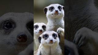 "Mean Girls" in Nature? Yes, They Can Be Ruthless! | female-female competition