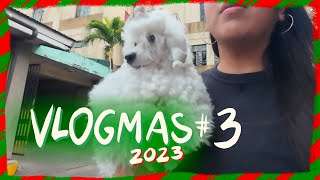 POODLE VLOGMAS 2023 | Toy Poodle Goes to Work with Mom and Gets Groomed