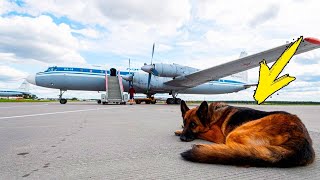 Dog Was Abandoned At The Airport. What It Did Next Will Leave You in Tears!