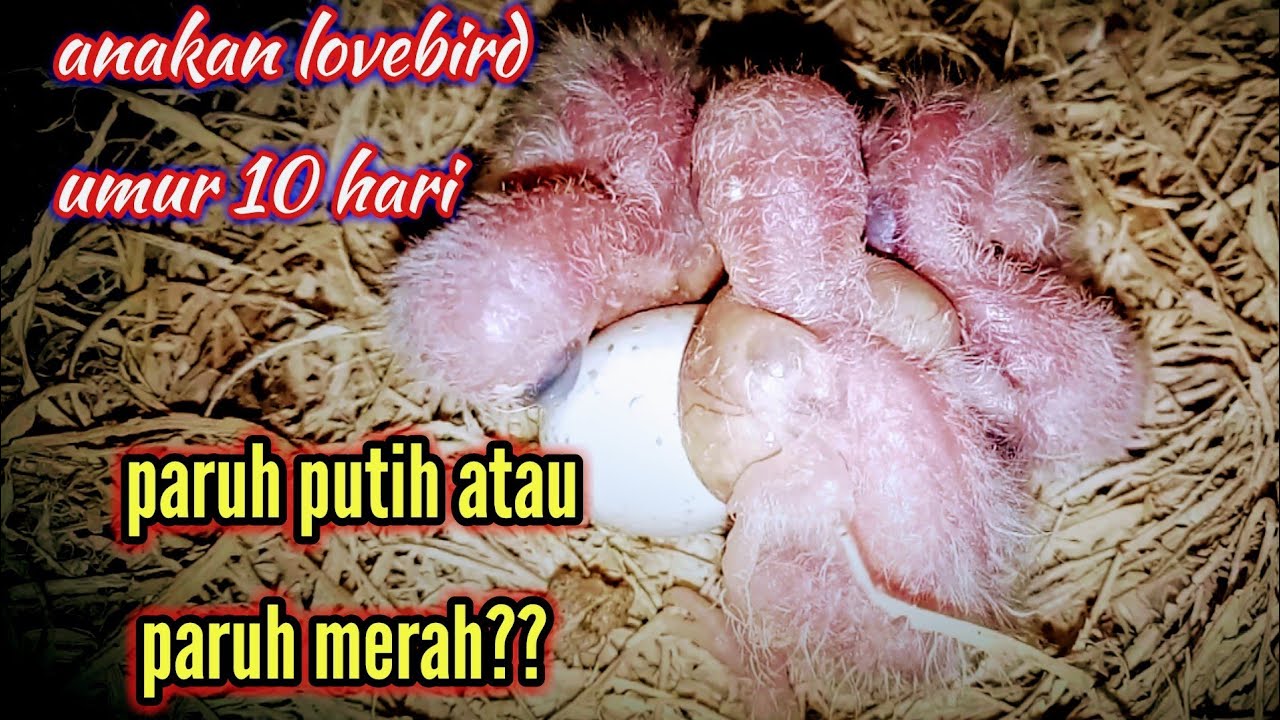 Membedakan anakan lovebird paruh putih dan paruh merah sejak baru