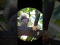 🐿️ staring contest with a little squirrel