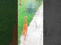 November 26, 2025, "Morning in the Rain: Cats on a Fish Breakfast"