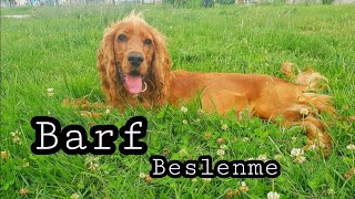 Köpeklerde Barf Beslenme 2.Ay Köpeklerde Çiğ Beslenme