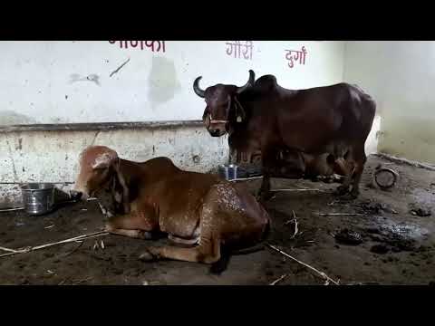 Gir Cow Footage - Dwarka Cowvideos Gircow