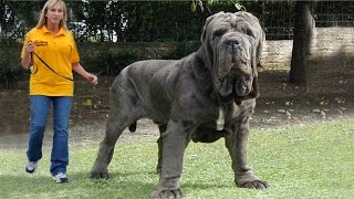 Top 10 Biggest Dogs in the World