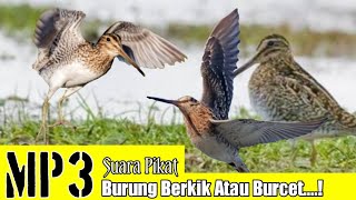 MP3. Suara Pikat Burung Berkik Atau Burcet. Terbukti