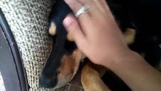 Cute Rottweiler x Beagle (reagle female)
