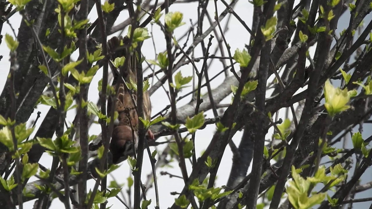 Eurasian Tree Sparrow, Passera mattugia (Passer montanus) 
