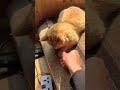 cat asmr video or short