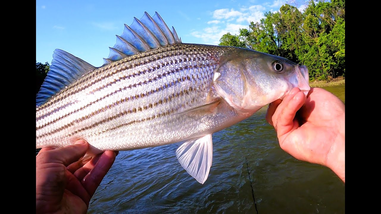 Fly Fishing Oklahoma's Lower Illinois River after the high water recedes.
