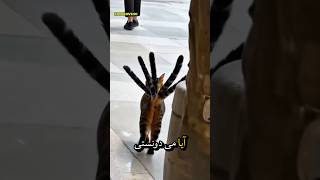 راز عجیب رد پای گربه ها که ۹۹٪ مردم نمی دونن           سمعها