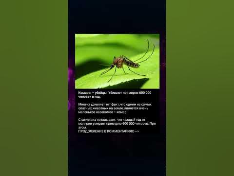 Самое опасное насекомое - YouTube