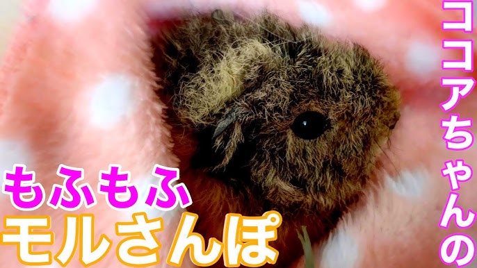 モルモット モグモグがかわいい モルモットの赤ちゃん 生後4日目 5日目 Youtube モルモット モグモグがかわいい モルモットの赤ちゃん 生後4日目 5日目 Youtube