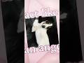 crazy (template) #dogs #cute #crazy #edit #template #capcut #animals #fypシ゚viral #viral #2025 #fyp