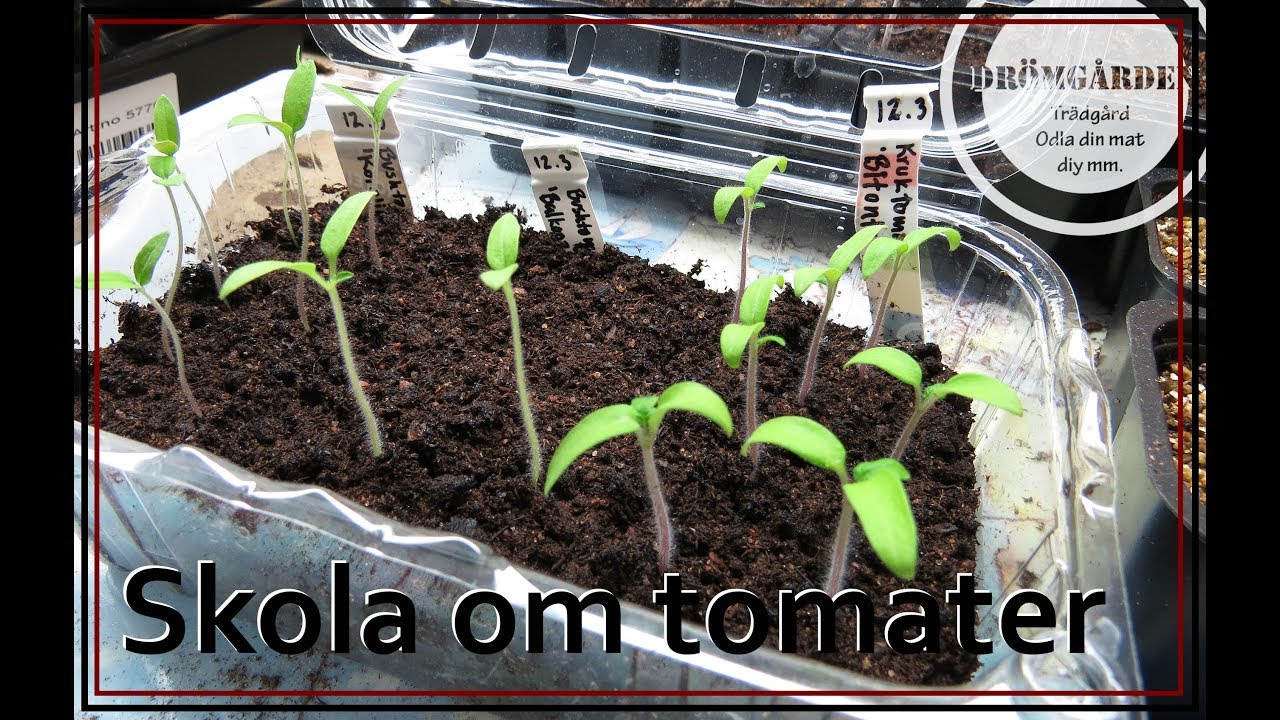 omskolning av tomater