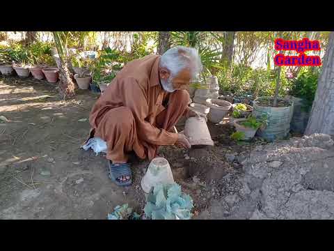 Video: Siglo At Aloe: Ano Ang Pagkakaiba? Ano Ang Pagkakaiba Sa Pagitan Ng Isang Agave Plant At Aloe Vera?