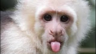 Monkey Mischief is back!