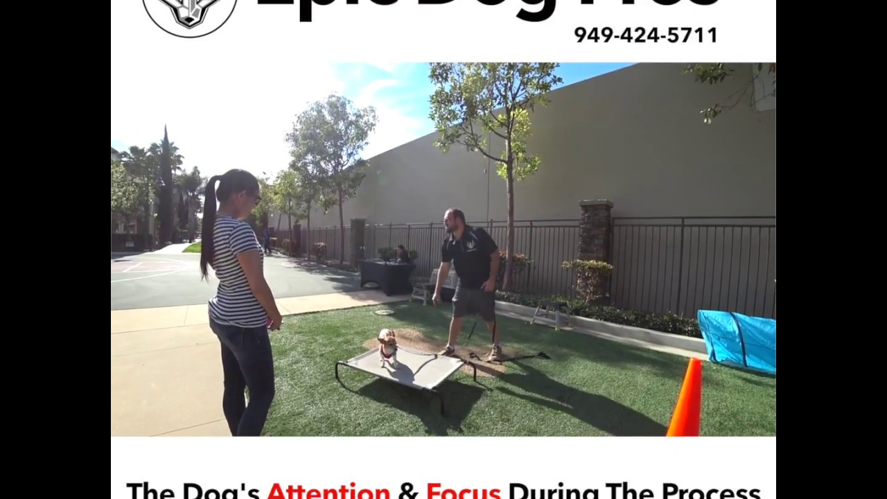 What is positive reinforcement dog training? When should I give my dog affection? newport beach oregon