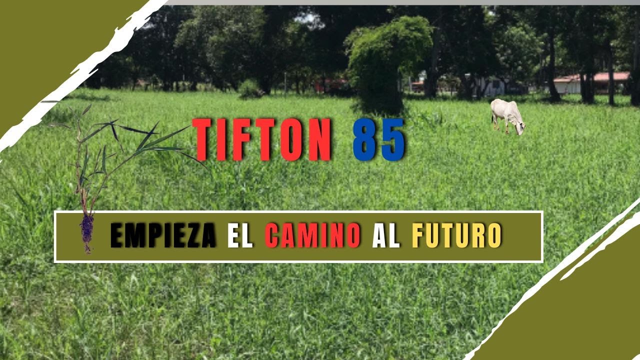 Tifton 85: трава, которая совершает революцию в ротационном выпасе и определяет будущее животново...