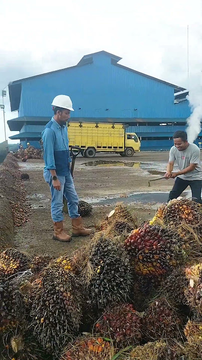 Parah‼️Cek Cok Saat Kedapatan Sawit Mentah di Loding