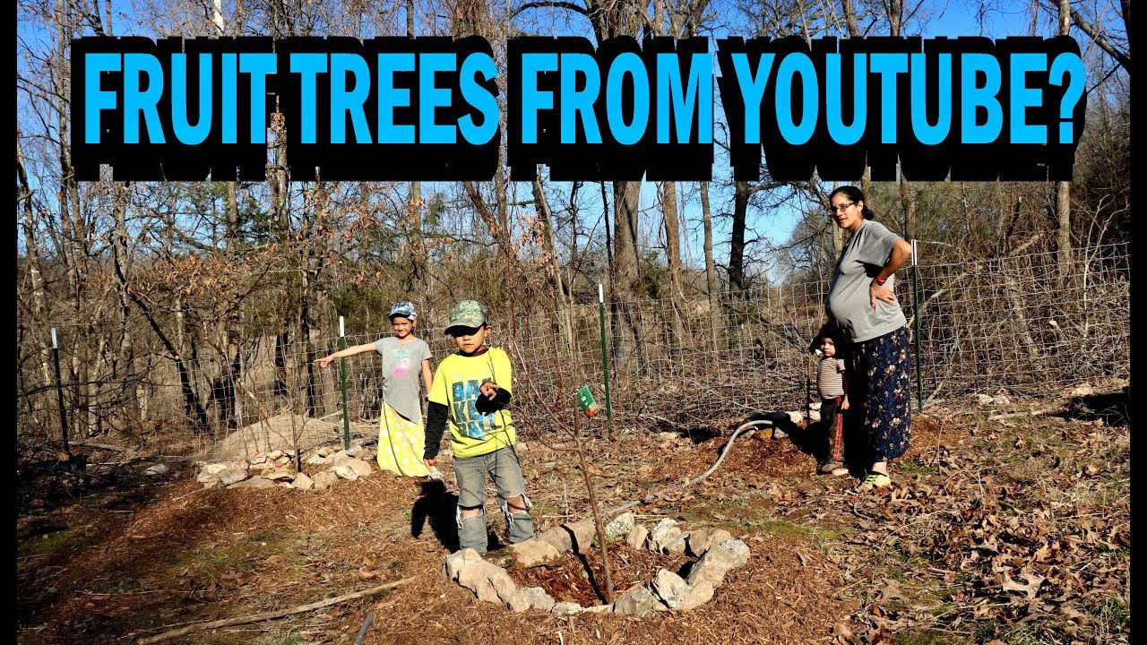 planting fruit trees in arizona FRUIT TREES FROM YOUTUBE? (PLUS AN AMAZING PACKAGE FROM HOOT & NANNY HOMESTEAD)