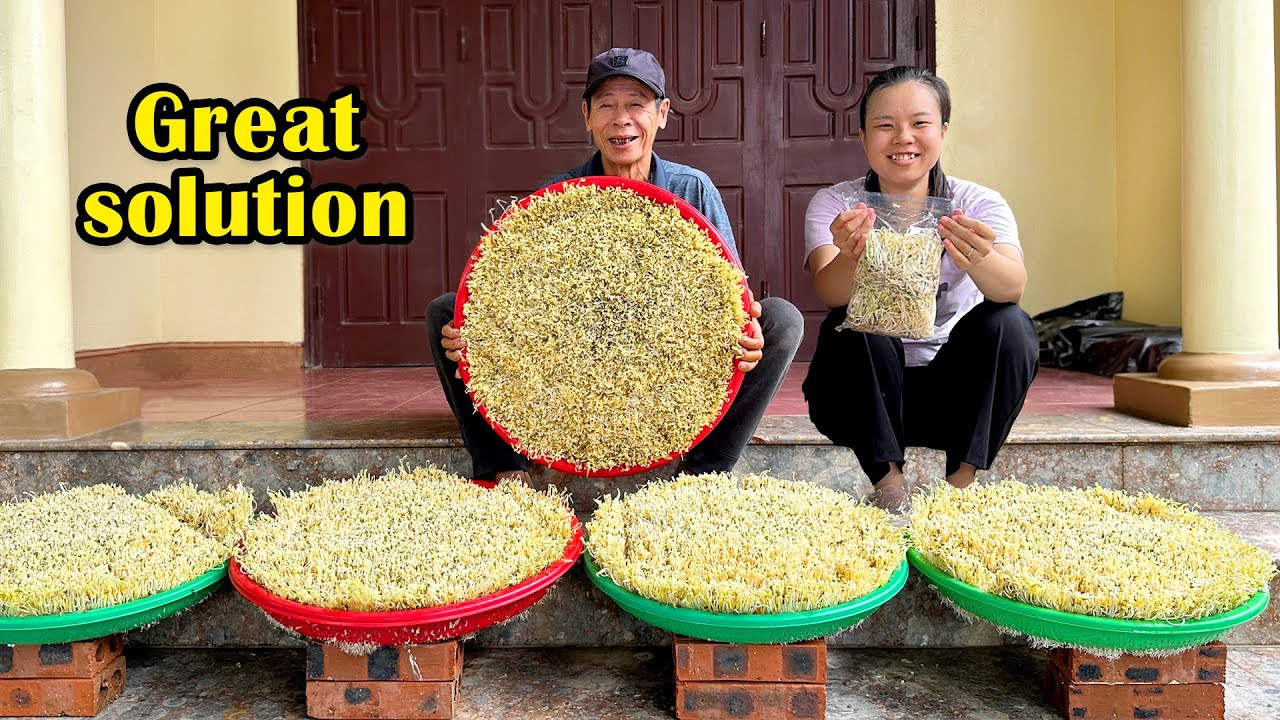 Урожай всего за 3 дня, почва не требуется, легко выращивается, чрезвычайно питательен!