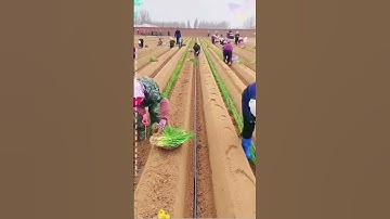 Planting Green Onions With Smart Tool On The Farm Satisfying video agriculture